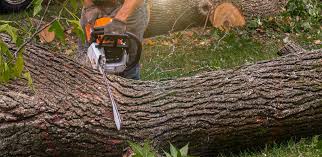 Why Choose Our Tree Removal Services in Hilbert, WI?